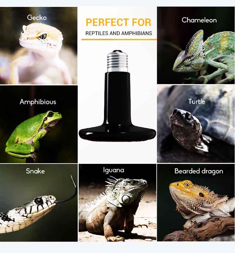 100W Reptile Infrared Ceramic Heater application